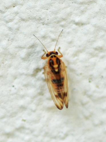 Psyllopsis sp.